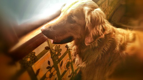 PhotoGrid_1394053896175